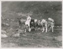 Image of Eskimo [Inughuit] dogs